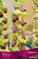 Гладиолус Крупноцветковый Оракул (10/12) 10 шт