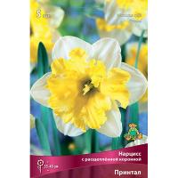 Нарцисс с Расщеплённой коронкой Принтал (5шт, 12/14) 825781 Нарцисс с Расщеплённой коронкой Принтал (5шт, 12/14) 825781