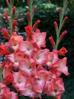 Гладиолус Сонго (10/12) 10 шт 835605