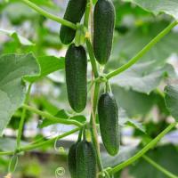 Огурец Бьерн F1 1000 шт