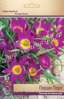 Тюльпан Ботанический Першн Перл (6/8) 10 шт