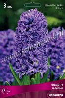 Гиацинт Садовый Атлантик (14/15) 3шт.