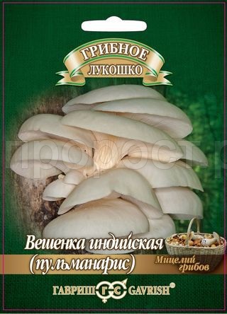 Мицелий гриба Вешенка индийская Пульмонарис на древесной палочке 12шт