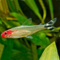 Рыба Родостомус Татра красноротая M