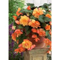 Бегония Каскад Санрей (5/6) 1 шт 842198
