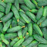 Огурец Гектор F1 1000 шт