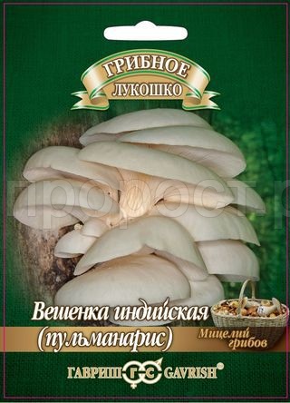 Мицелий гриба Вешенка индийская Пульмонарис на древесной палочке 12шт Мицелий гриба Вешенка индийская Пульмонарис на древесной палочке 12шт