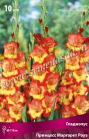 Гладиолус Крупноцветковый Принцесс Маргарет Роуз (10/12) 10 шт
