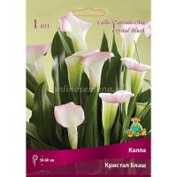 Калла Кристал Блаш  (14/16) 2шт 