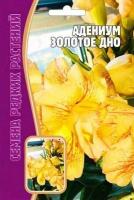 Адениум Золотое Дно 3 шт