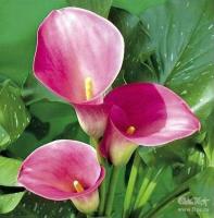 Калла Кэптин Романс (14/16) 1шт 