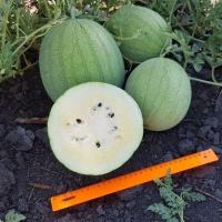 Арбуз Белые росы 5шт Арбуз Белые росы 5шт