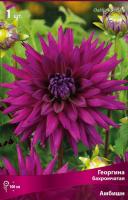 Георгина бахромчатая Амбишн (I) 1 шт