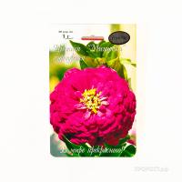 Цинния Мишутка пурпурная 20*1