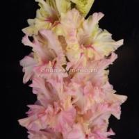 Гладиолус Крупноцветковые "Российская селекция" Подарок Любимой 12+ 5шт 