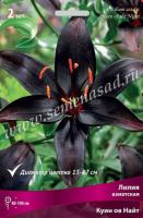 Лилия Азиатская Куин ов Найт (14/16) 2шт 