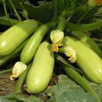 Кабачок Кавили F1 100 шт Кабачок Кавили F1 100 шт