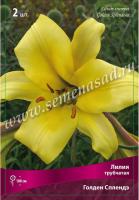 Лилия Трубчатая Голден Сплендор 