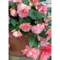 Бегония Каскад Флоренс (5/6) 1 шт 842199