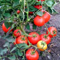 Томат Бобкат F1 1000 шт