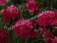 Пион молочноцветковый Ред Спайдер