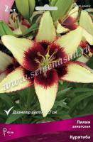 Лилия Азиатская Куритиба (14/16) 2шт