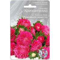 Астра Хризантелла Сбежавшая невеста 30шт