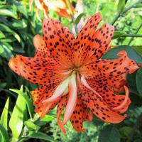 Лилия Азиатская Флоре Плено (14/16) 2шт 821186