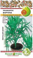 Пальма Трахикарпус Форчуна 5шт