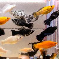 Моллинезия в ассортименте