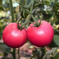 Томат Вернер F1 100 шт