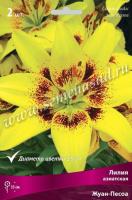 Лилия Азиатская Жуан-Песоа (14/16) 2шт