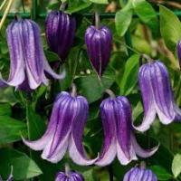 Клематис (капер) Фасцинейшн