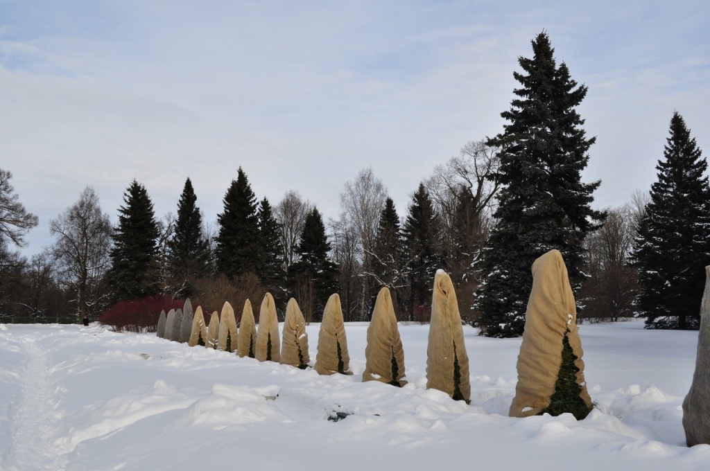 хвойники зимой