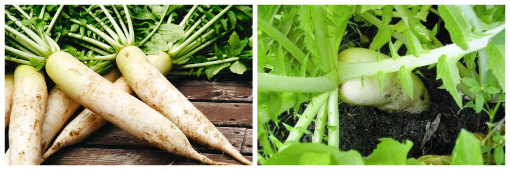 дайкон-4.png