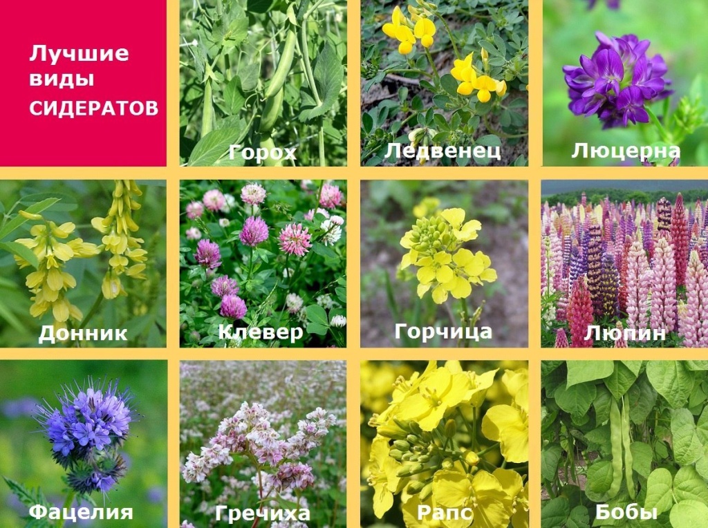 почвоутомление