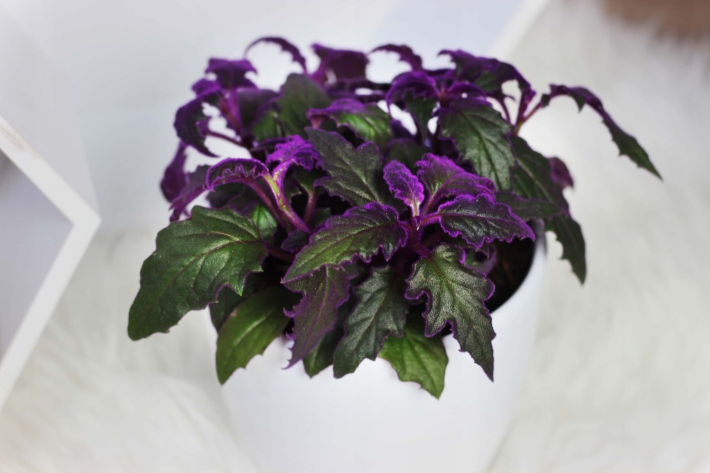 комнатные цветы