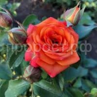 Без названия (1)