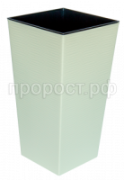 Рапис сл кость Рапис сл кость