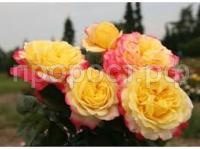 Без названия (1)