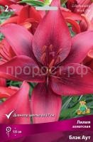 Лилия азиатская Блэк Аут-bordo (2)