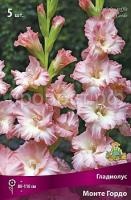 gladiolus_gofr_monte_gordo_kaper gladiolus_gofr_monte_gordo_kaper
