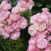 1dab4a3671411997e2956c2feed5418c 1dab4a3671411997e2956c2feed5418c