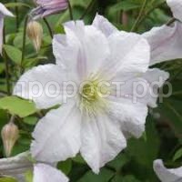 Без названия (1)