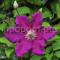 Clematis_Ernest_Markham