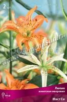 Лилия Азиатская махровая Маст Си (14-16) 2 шт 726444