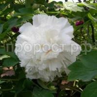 корона из бисера