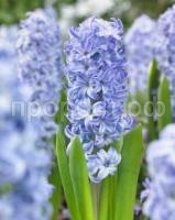 гиацинт аква