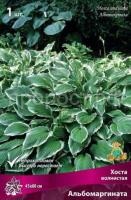Хоста волнистая Альбомаргината Хоста волнистая Альбомаргината