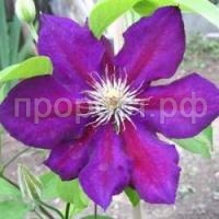 клематис юлька
